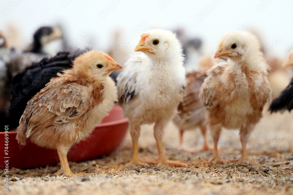 Colorful Chicken Chicks at the Poultry Farm. 
