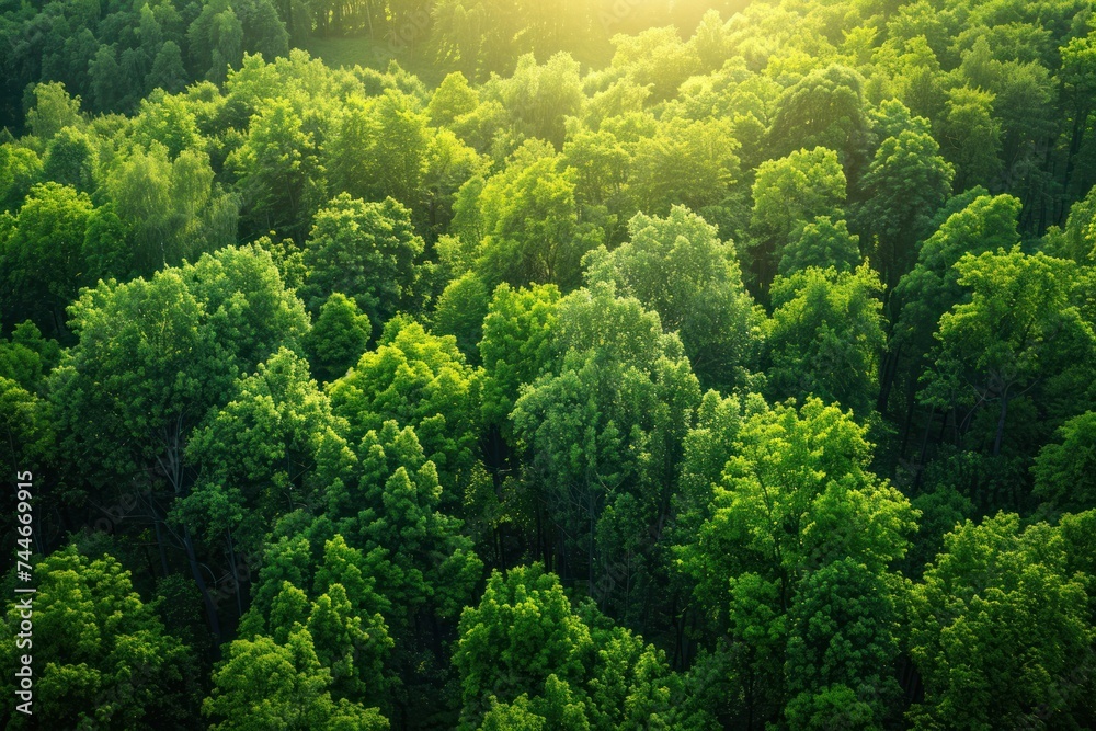 Lush forest canopy, aerial view, summer, bright daylight, vivid greens, serene 