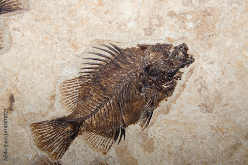 Fossil Fish, Priscacara liops, Green River formation, Wyoming, USA