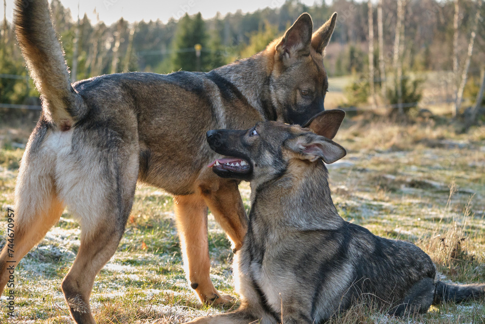 Gray German Shepherds and Gray German Shepherd puppies playing in a meadow in summer on a sunny day in Skaraborg Sweden Gray German Shepherds and Gray German Shepherd puppies playing in a meadow in summer on a sunny day in Skaraborg Sweden