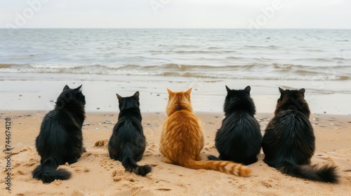 Cats on the beach by the sea. Cats sit around on the sandy beach