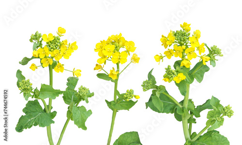 Canvastavla ナノハナ