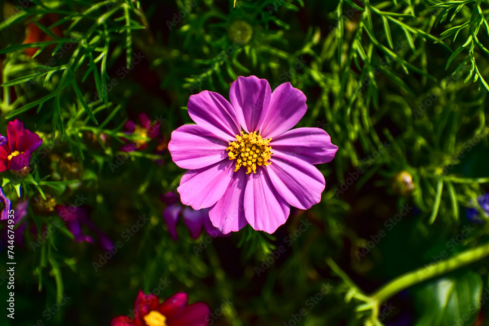 Close up of Garden Cosmos in the garden with sunlight. Pink and red garden cosmos flowers blooming Background. Nature and flower background. Flower and plant. Close up of Garden Cosmos in the garden with sunlight. Pink and red garden cosmos flowers blooming Background. Nature and flower background. Flower and plant.