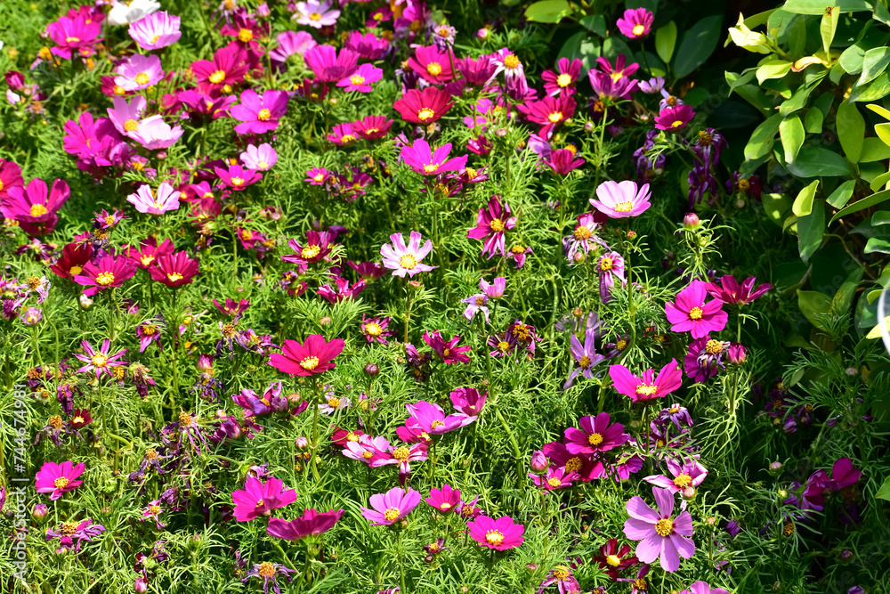 Obraz premium Close up of Garden Cosmos in the garden with sunlight. Pink and red garden cosmos flowers blooming Background. Nature and flower background. Flower and plant.