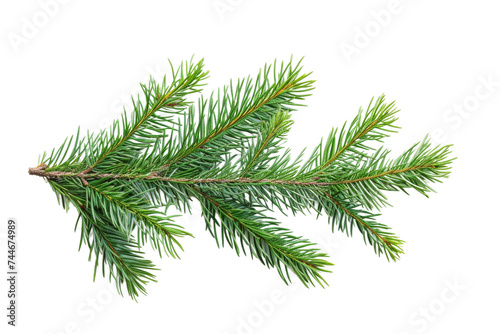 Branch of a Pine Tree. A pine tree branch with needles and cones isolated on a plain Transparent background.