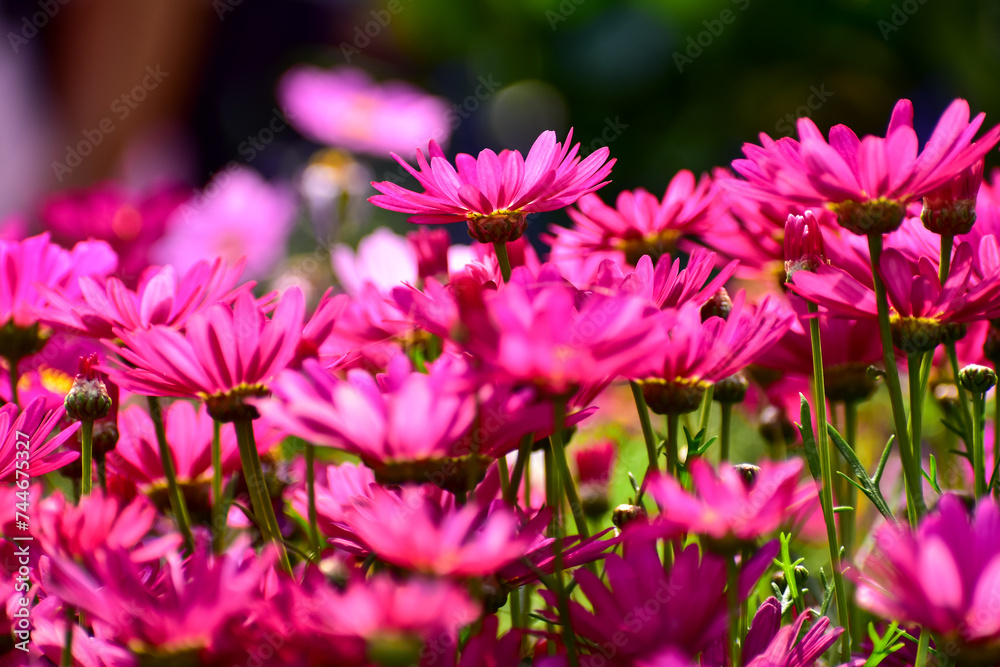 Obraz premium Close up of pink daisy flowers in the garden with sunlight. Pink Daisy flowers blooming Background. Nature and flower background. Flower and plant.