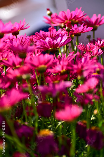 Close up of pink daisy flowers in the garden with sunlight. Pink Daisy flowers blooming Background. Nature and flower background. Flower and plant.