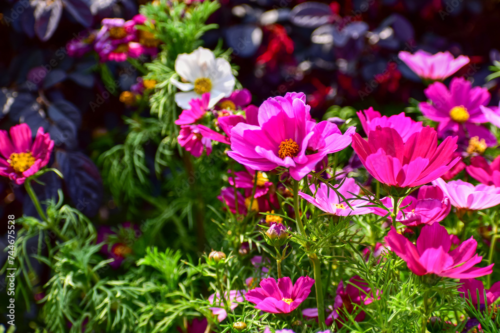 Close up of Garden Cosmos in the garden with sunlight. Pink and red garden cosmos flowers blooming Background. Nature and flower background. Flower and plant. Close up of Garden Cosmos in the garden with sunlight. Pink and red garden cosmos flowers blooming Background. Nature and flower background. Flower and plant.