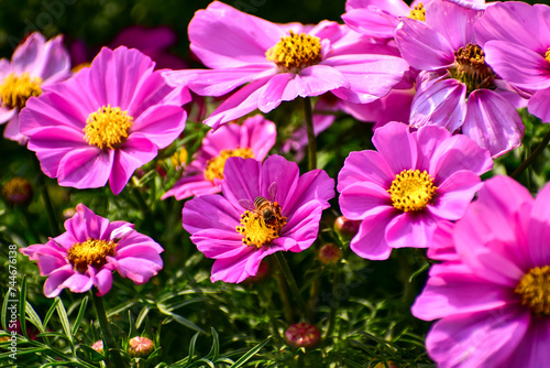 Close up of Garden Cosmos with the bee on it. Pink garden cosmos flowers blooming in the garden. Nature and flower background. Flower and plant.
