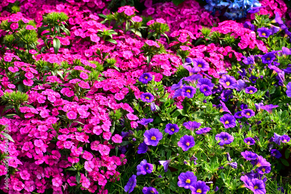 Close up of the sea of flowers in the garden. Colorful flowers blooming background. Nature and flower background. Flower and plant.