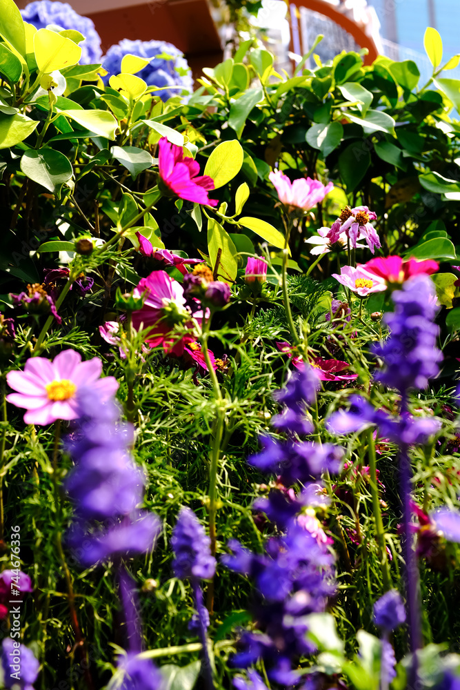 Close up of Garden Cosmos in the garden with sunlight. Pink and red garden cosmos flowers blooming Background. Nature and flower background. Flower and plant. Close up of Garden Cosmos in the garden with sunlight. Pink and red garden cosmos flowers blooming Background. Nature and flower background. Flower and plant.