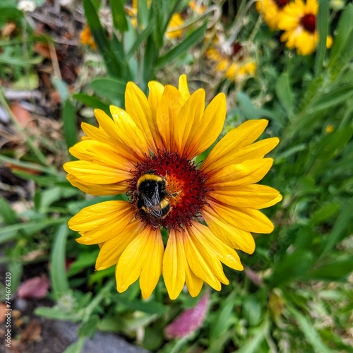 Bee on a Sunflower