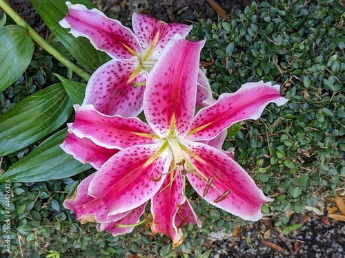 pink stargazer lily in the garden