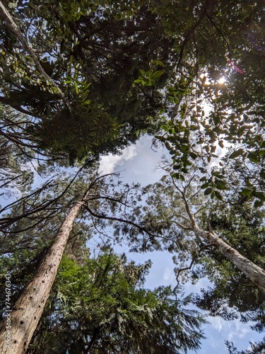Look up and see the sky through the trees
