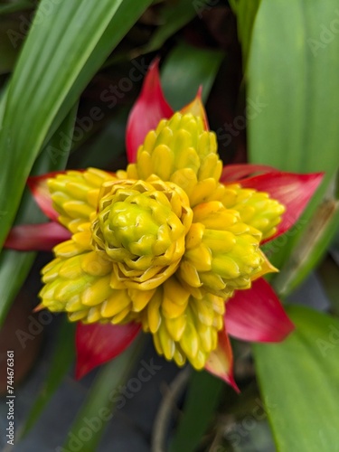 Bright and Beautiful Bromeliad