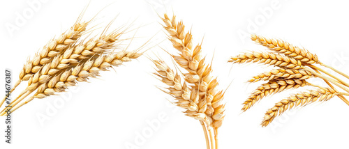 Wheat Ear On Transparent Background