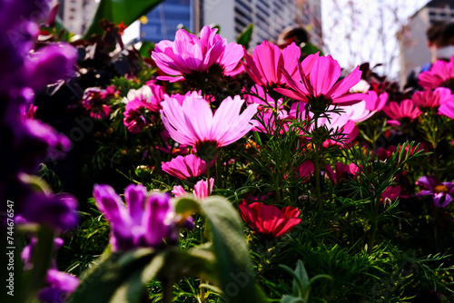 Close up of Garden Cosmos in the garden with sunlight. Pink and red garden cosmos flowers blooming Background. Nature and flower background. Flower and plant.