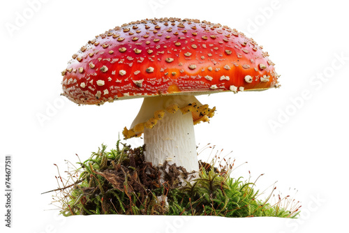 Close Up of Mushroom. A detailed photo of a mushroom, showcasing its distinct features, taken against a pure Transparent background.