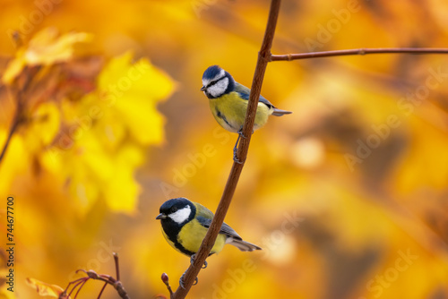 two birds tit and lapis lazuli sitting on branches a tree with golden foliage...