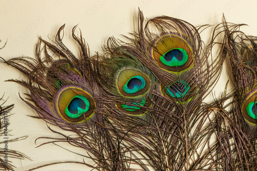 Obraz premium Peacock feathers in the light