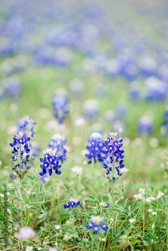 Obraz premium bluebonnets in field