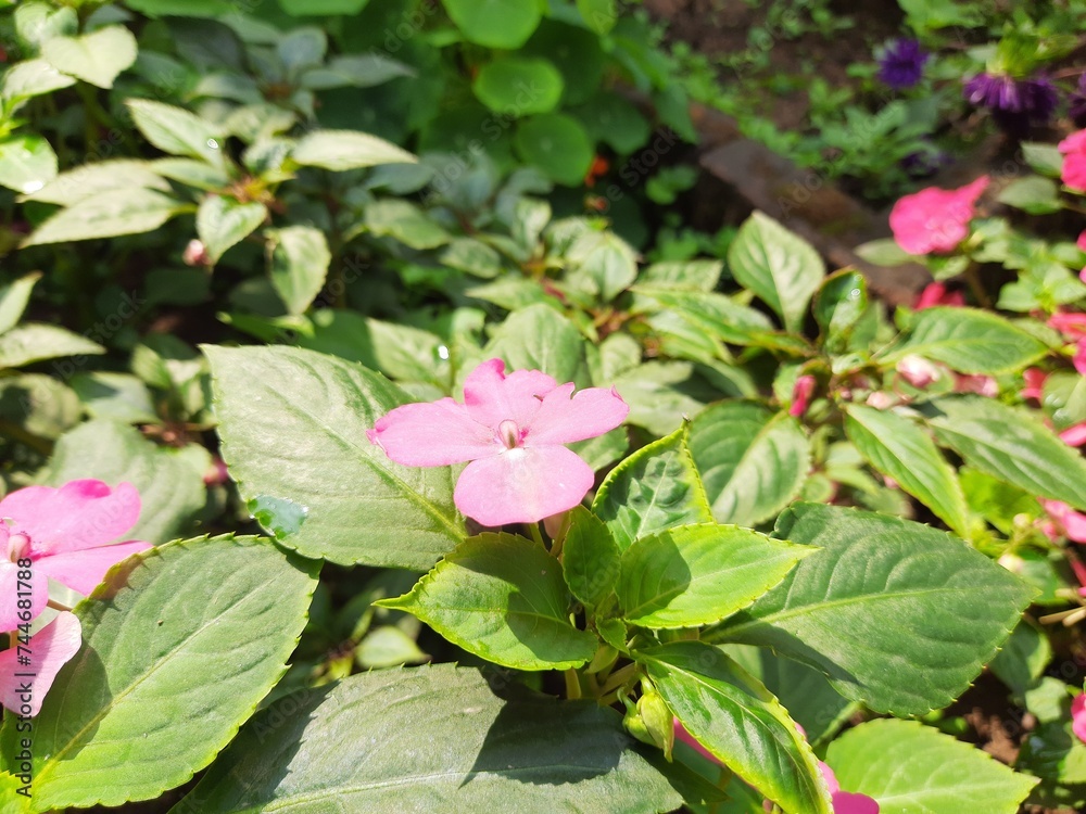Impatiens sultanii flower. Its other names Impatiens walleriana, busy Lizzie and simply impatiensis. This a species of the genus Impatiens. Flower garden. Impatiens sultanii flower. Its other names Impatiens walleriana, busy Lizzie and simply impatiensis. This a species of the genus Impatiens. Flower garden.