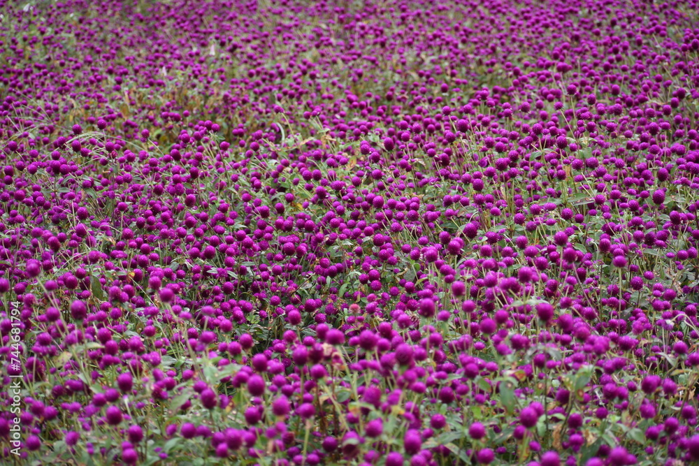 Globe Amaranth flowers, Scene from flower filed, Gundalpett, Karnataka, India Globe Amaranth flowers, Scene from flower filed, Gundalpett, Karnataka, India