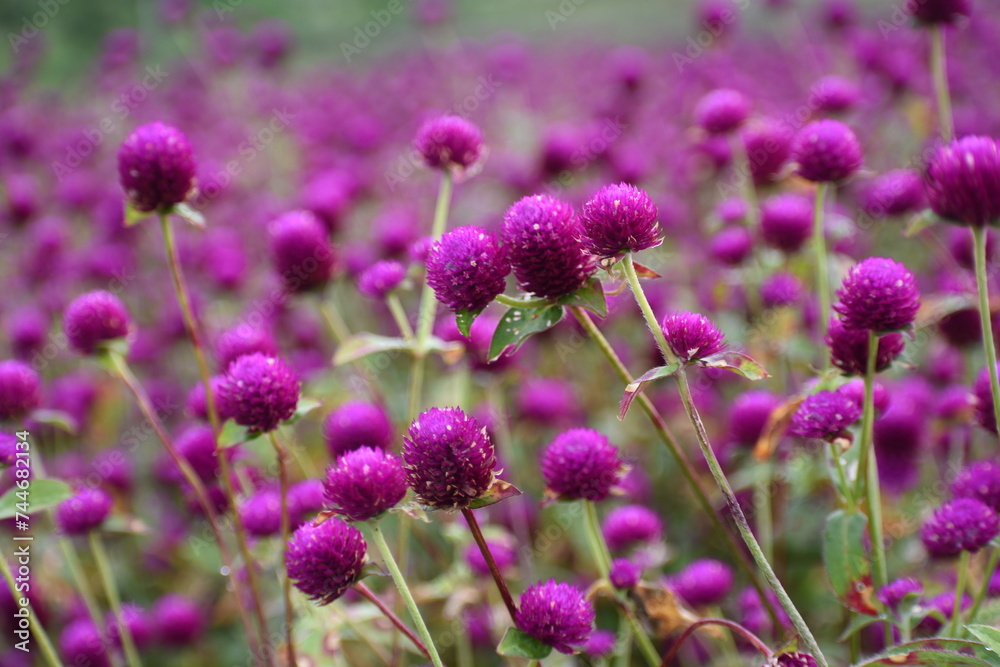 Globe Amaranth flowers, Scene from flower filed, Gundalpett, near Mysore, Karnataka, Indai Globe Amaranth flowers, Scene from flower filed, Gundalpett, near Mysore, Karnataka, Indai