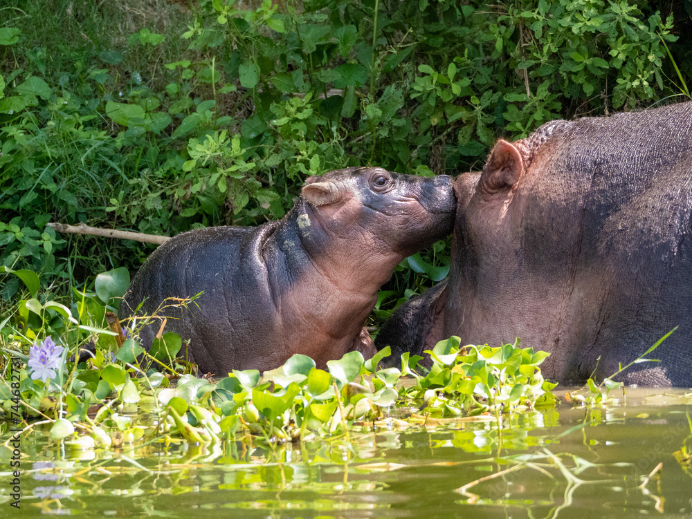 Fototapeta premium Mutter und Baby Flusspferd (Hippopotamus amphibiusam) Kazinga-Kanal in Uganda. 