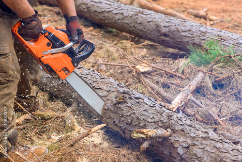 An experienced lumberjack uses chainsaw to cut down trees during an autumnal forest cleaning