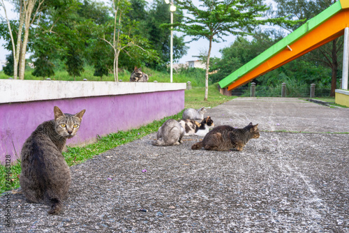 Fotografie a row of stray cats that are on alert because they saw a dog in the park