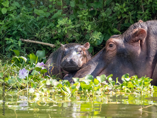 Mutter und Baby Flusspferd (Hippopotamus amphibiusam) Kazinga-Kanal in Uganda. 