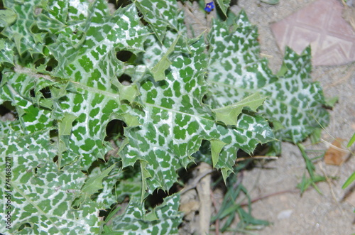 Milk Thistle (Silybum marianum) syn Carduus marianus