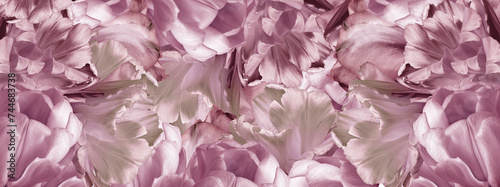 Tulips flowers and petals. Floral background. Close-up. Nature.
