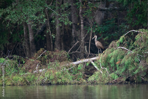 Limpkin stands on a fallen tree while resting from foraging for food