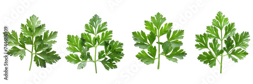 Set of chervil leaf isolated on a transparent background photo
