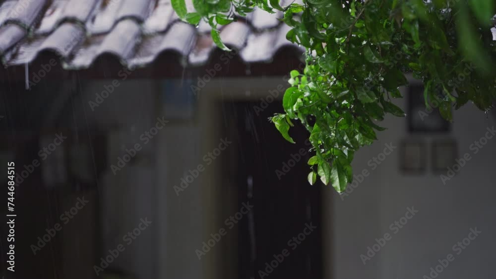 Beautiful green leaves are wet because of the raindrops with bokeh or blur background and copy space