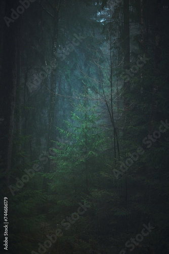 Dark misty forest in winter. High quality photo