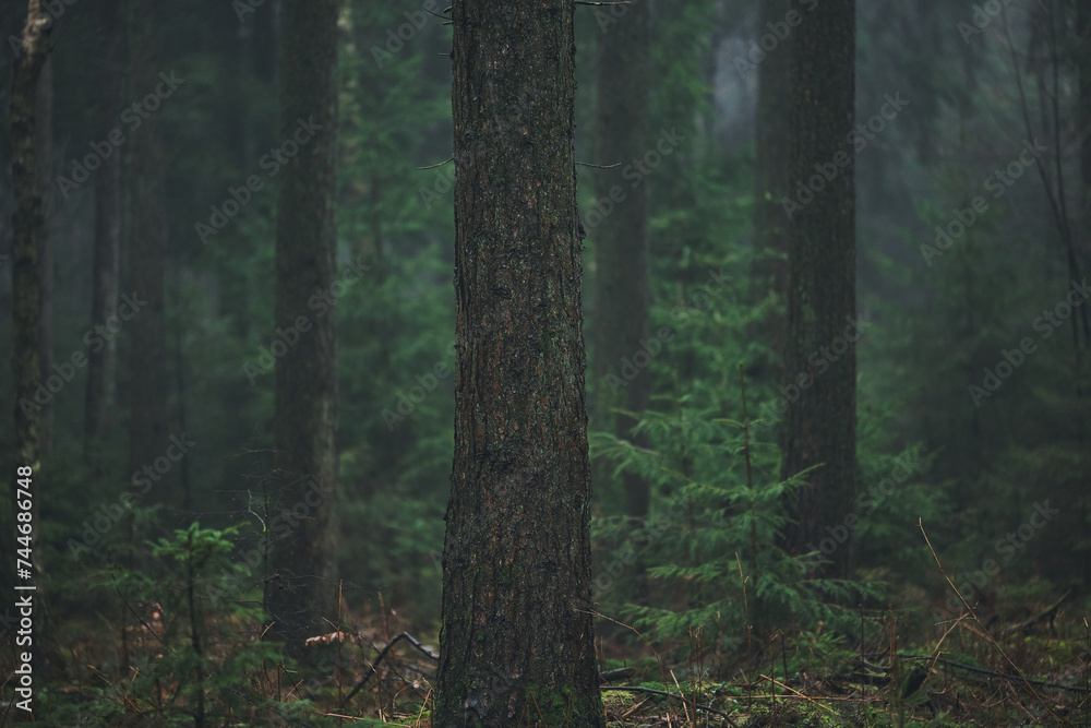 Dark misty foggy forest. High quality photo Dark misty foggy forest. High quality photo