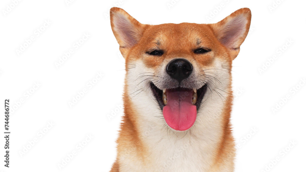 isolate portrait happy smiling red shiba inu on white background, For use in illustrations, Background image or copy space. isolate portrait happy smiling red shiba inu on white background, For use in illustrations, Background image or copy space.