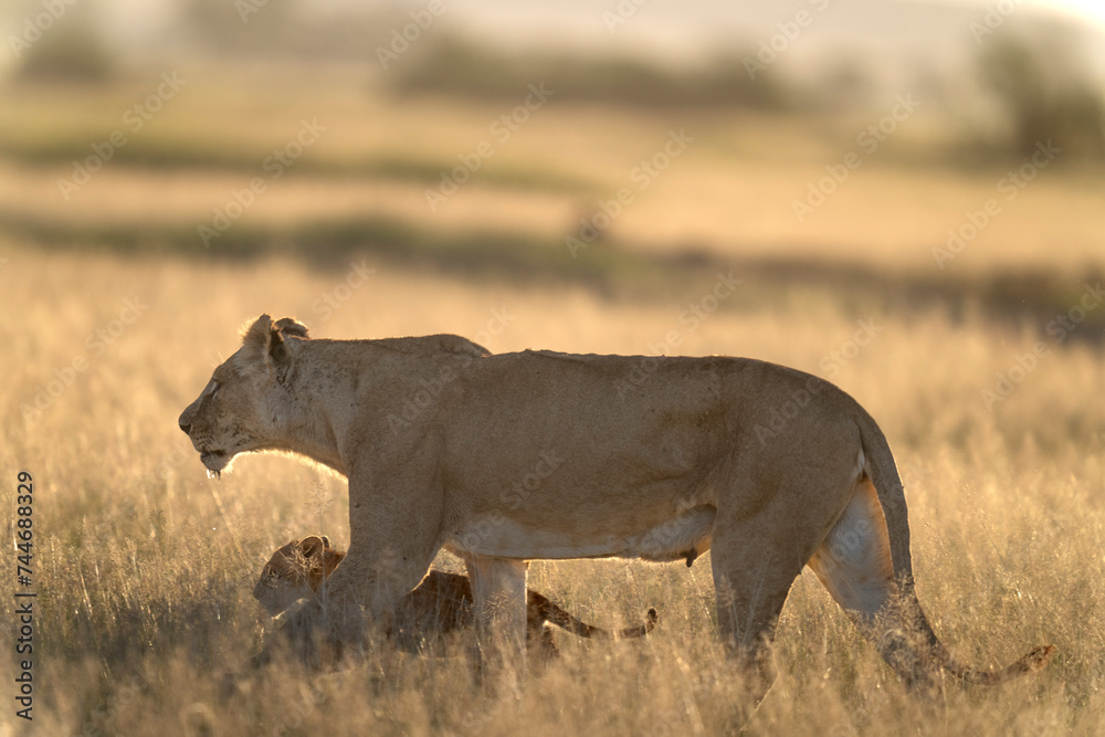 Fototapeta premium lion in Amboseli national park