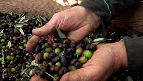 Farmers choosing olives to produce olive oil photo