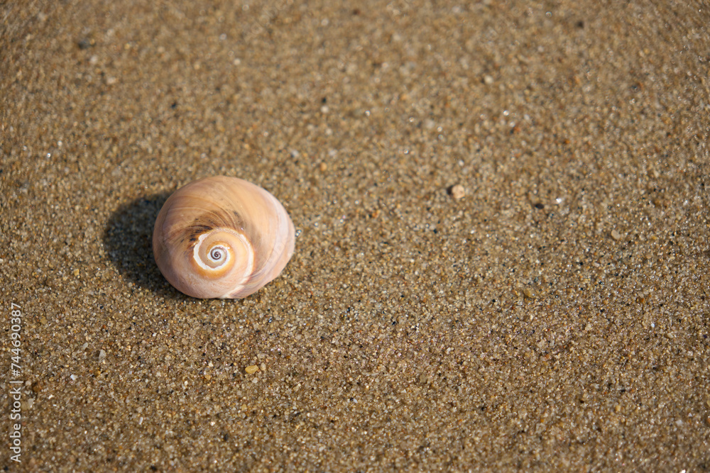【夏時間】砂浜に打ち上げられた貝殻のクローズアップ