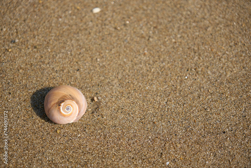 【夏時間】砂浜に打ち上げられた貝殻