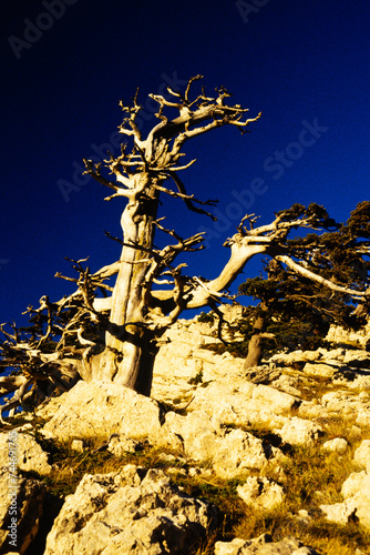 Pino Loricato-Parco Nazionale del Pollino-Calabria
Scultura naturale di questo albero secolare ed autoctono del Parco Naz del Pollino, che si staglia contro un cielo blu. photo