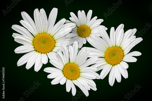 Bright White Daisies with Vibrant Yellow Centers
