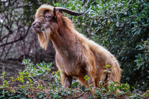A beautiful example of a fawn goat standing on top of a wall inside the Park of Portofino, a protected natural area where these animals live in freedom, Genoa, Liguria, Italy