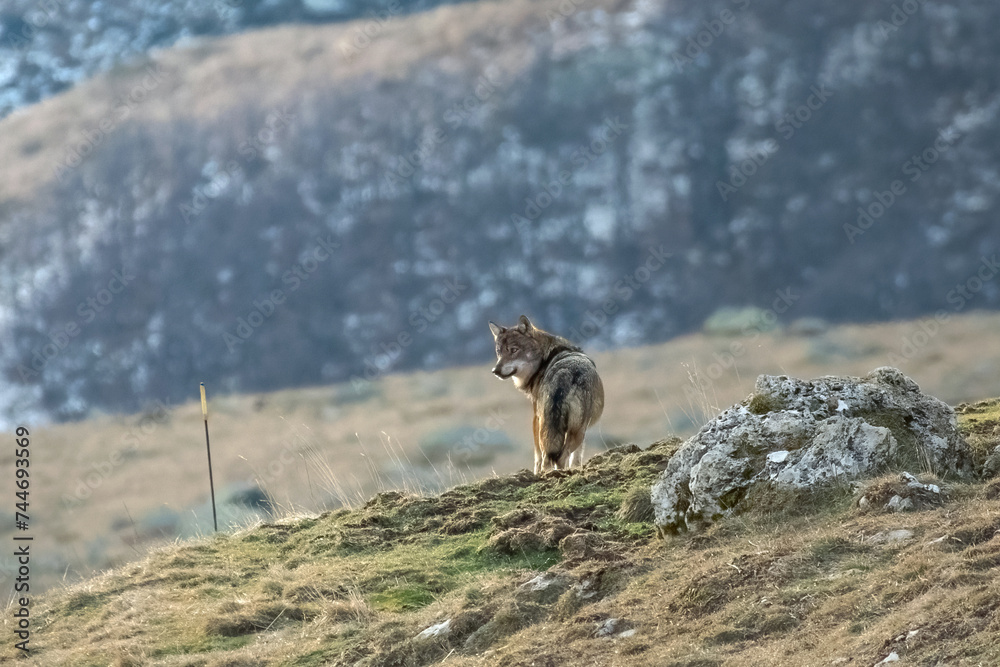 Wild Italian wolf, also called Apennine wolf (Canis lupus italicus), standing at the top of a slope looking for prey while the sun is rising. Rare wild animal in its habitat. Italian Alps, Piedmont.