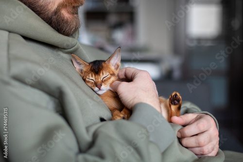 Foto Lifestyle photo of little abyssinian ruddy kitten sleeping on mans chest
