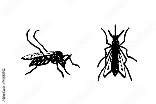 silhouette vector image image mosquito Aedes aegypti, dengue, chikungunya, zika virus proliferation epidemic health photo